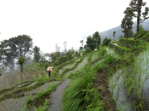 Lingee Payong terraced farms